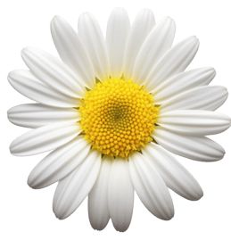 Margarita decorativa