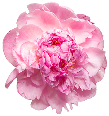 Peonía decorativa